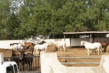 Portiragnes Plage Ferienhaus Pferde hinterm Zaun