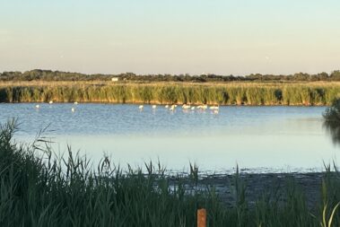 Flamingo Portiragnes Plage Naturschutzgebiet
