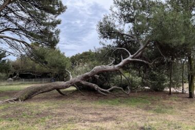 Park Baum es wird nie aufgegeben Portiragnes Plage